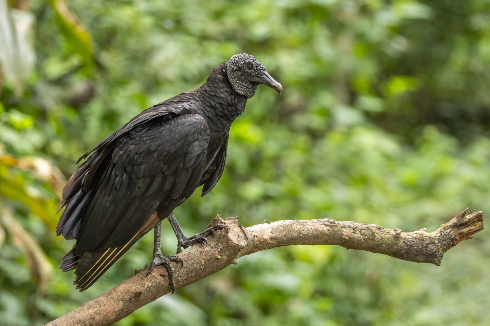 image Black Vulture